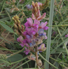 Oxytropis glabra