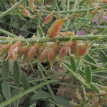 Oxytropis glabra