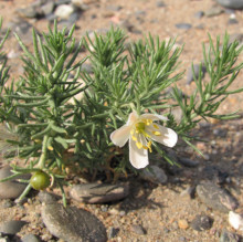 Peganum nigellastrum