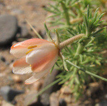 Peganum nigellastrum