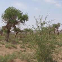 Populus euphratica