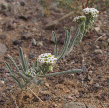 Ptilotrichum canescens