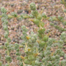 Salsola passerina