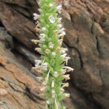 Schizonepeta annua