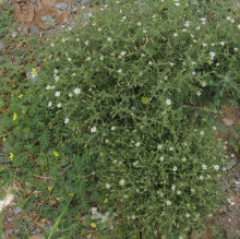 Stellaria sp.