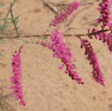 Tamarix sp.