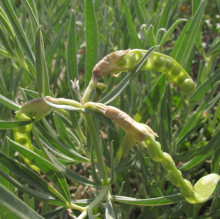 Thermopsis mongolica