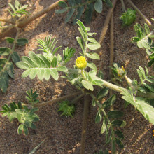 Tribulus terrestris