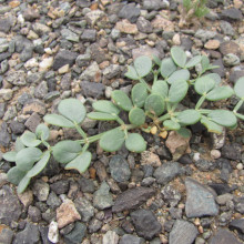 Zygophyllum rosovii