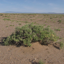 Zygophyllum xanthoxylum