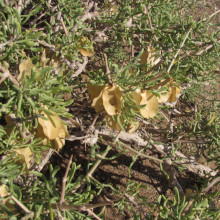 Zygophyllum xanthoxylum