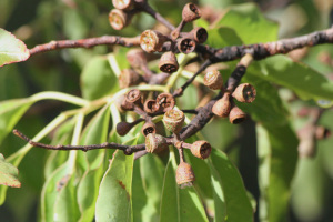 Eucalyptus urophylla