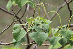 Homalanthus populneus