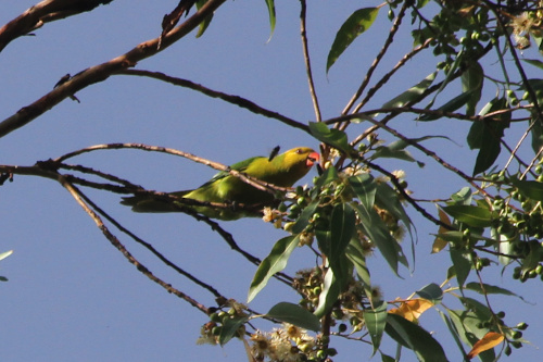 Trichoglossus euteles