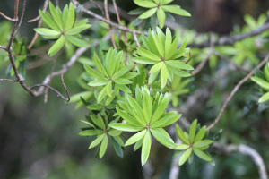 Podocarpus neriifolius