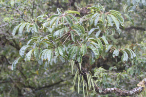 Schefflera