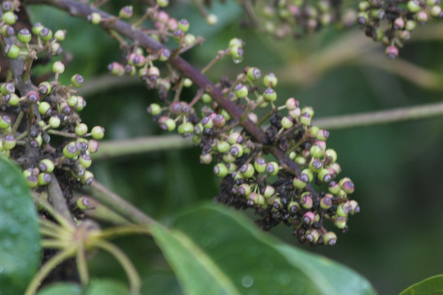 Schefflera