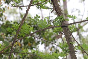 Zanthoxylum