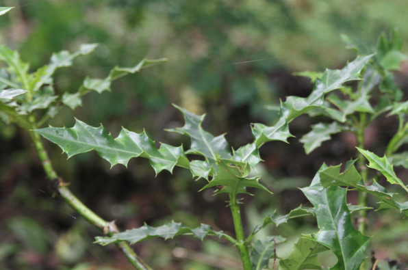 Acanthus ilicifolius