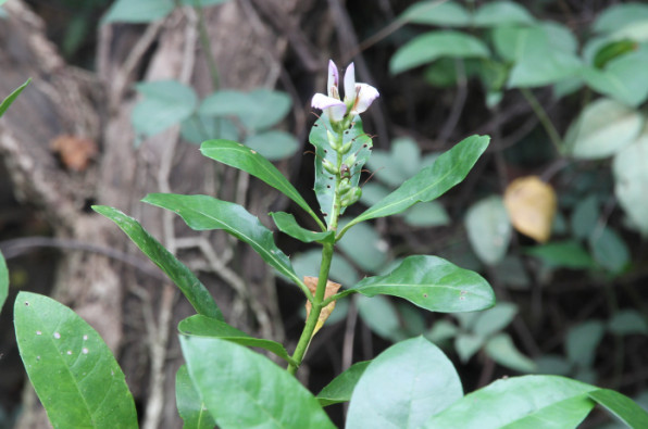 Acanthus ilicifolius