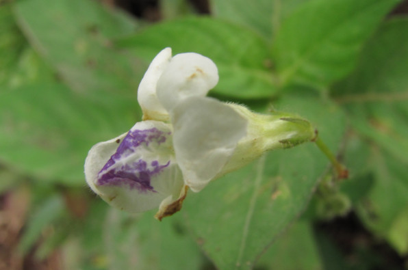 Asystasia gangetica