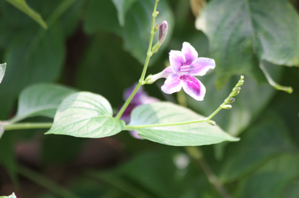Asystasia nemorum