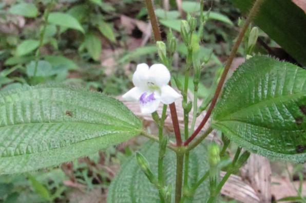 Asystasia gangetica