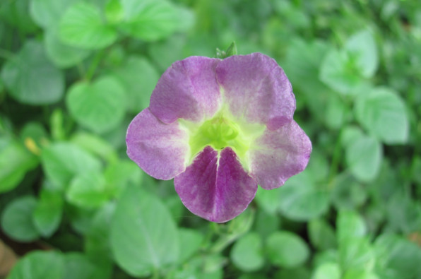 Asystasia gangetica