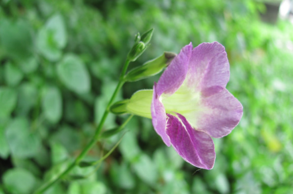 Asystasia gangetica