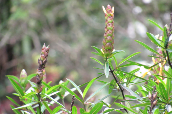 Barleria lupulina