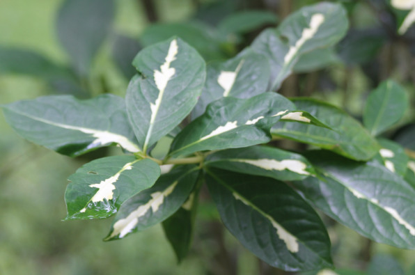 Gaptophyllum pictum