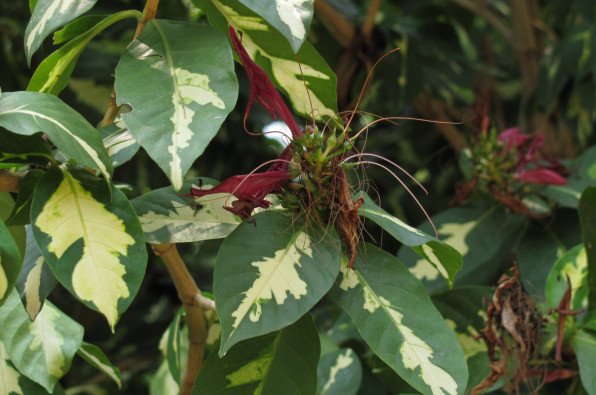 Gaptophyllum pictum