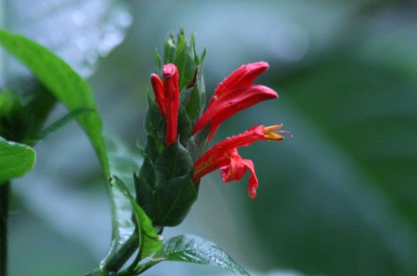 Pachystachys coccinea
