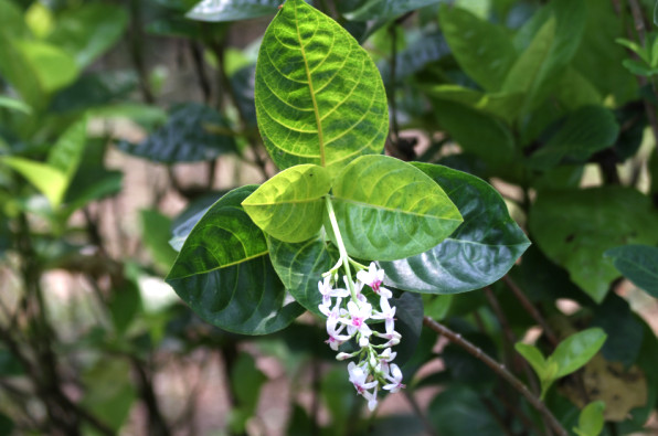Pseuderanthemum maculatum