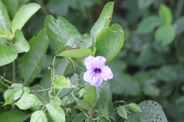 Ruellia tuberosa