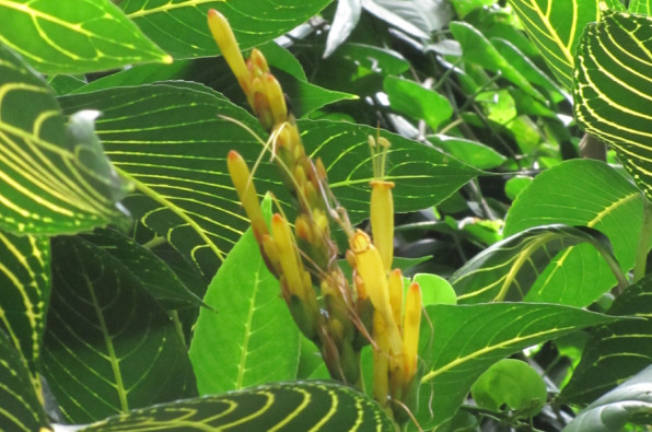 Sanchezia speciosa