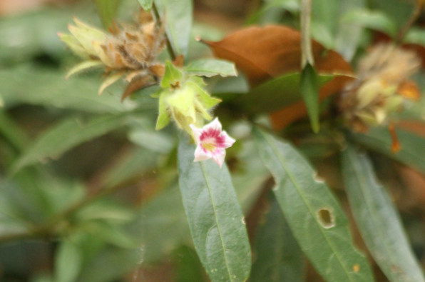Strombilanthes schomburgkii