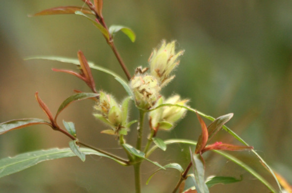 Strombilanthes schomburgkii
