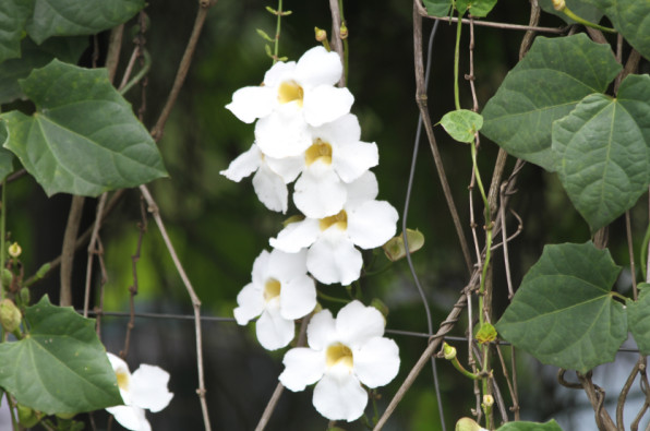 Thunbergia grandiflora