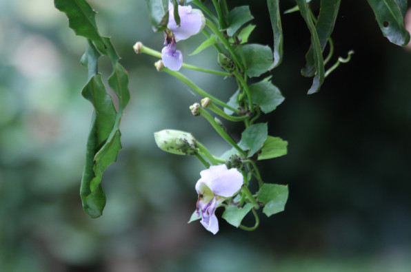 Thunbergia grandiflora