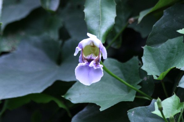 Thunbergia grandiflora