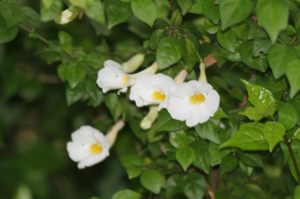 Acanthaceae