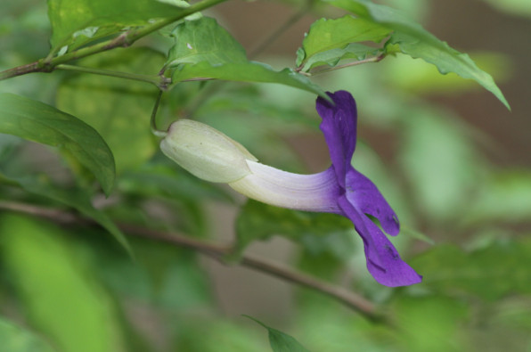 Thunbergia affinis
