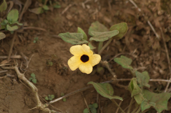 Thunbergia alata