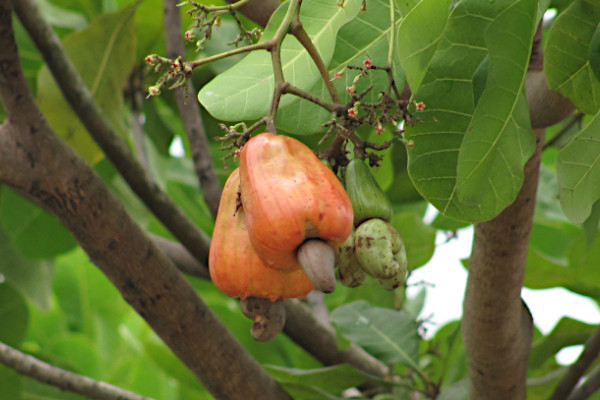 Anacardium occidentale