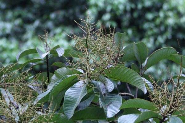 Mangifera sp.