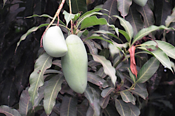 Mangifera indica