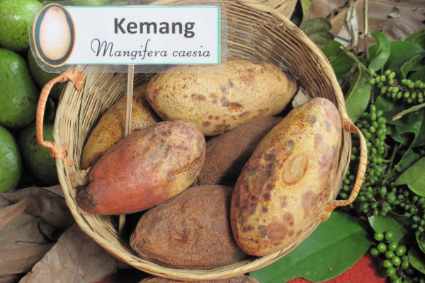 Mangifera caessia