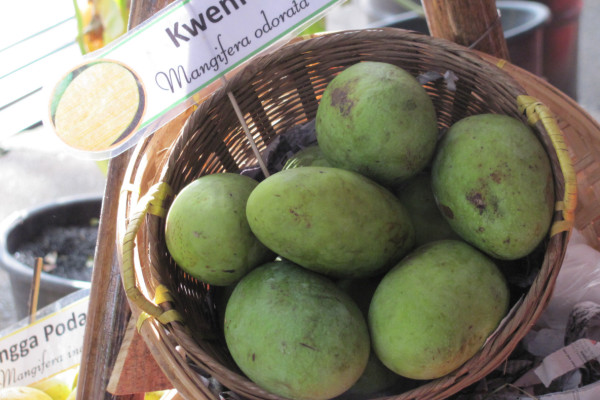 Mangifera odorata