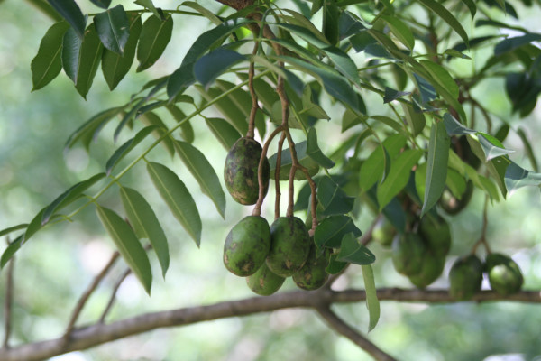 Spondias dulcis